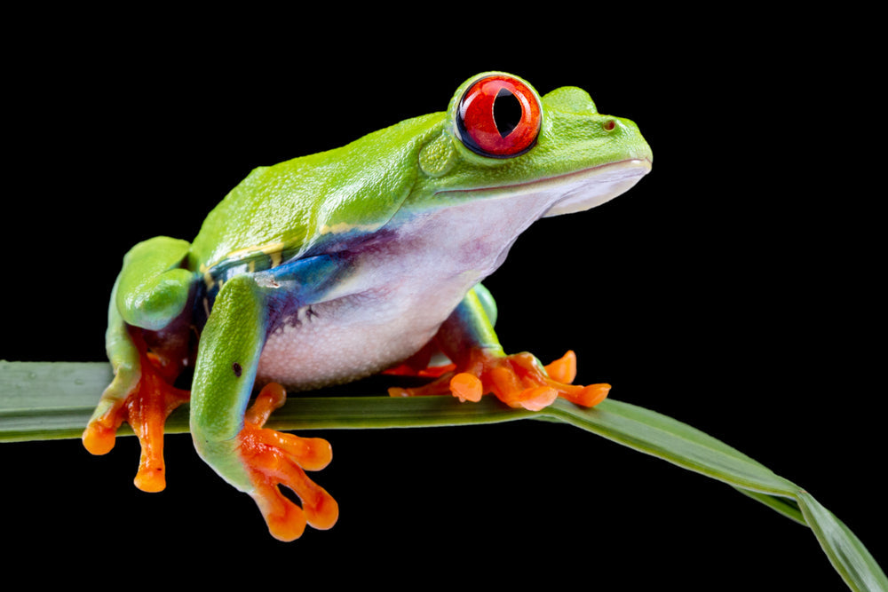 Tree Frogs