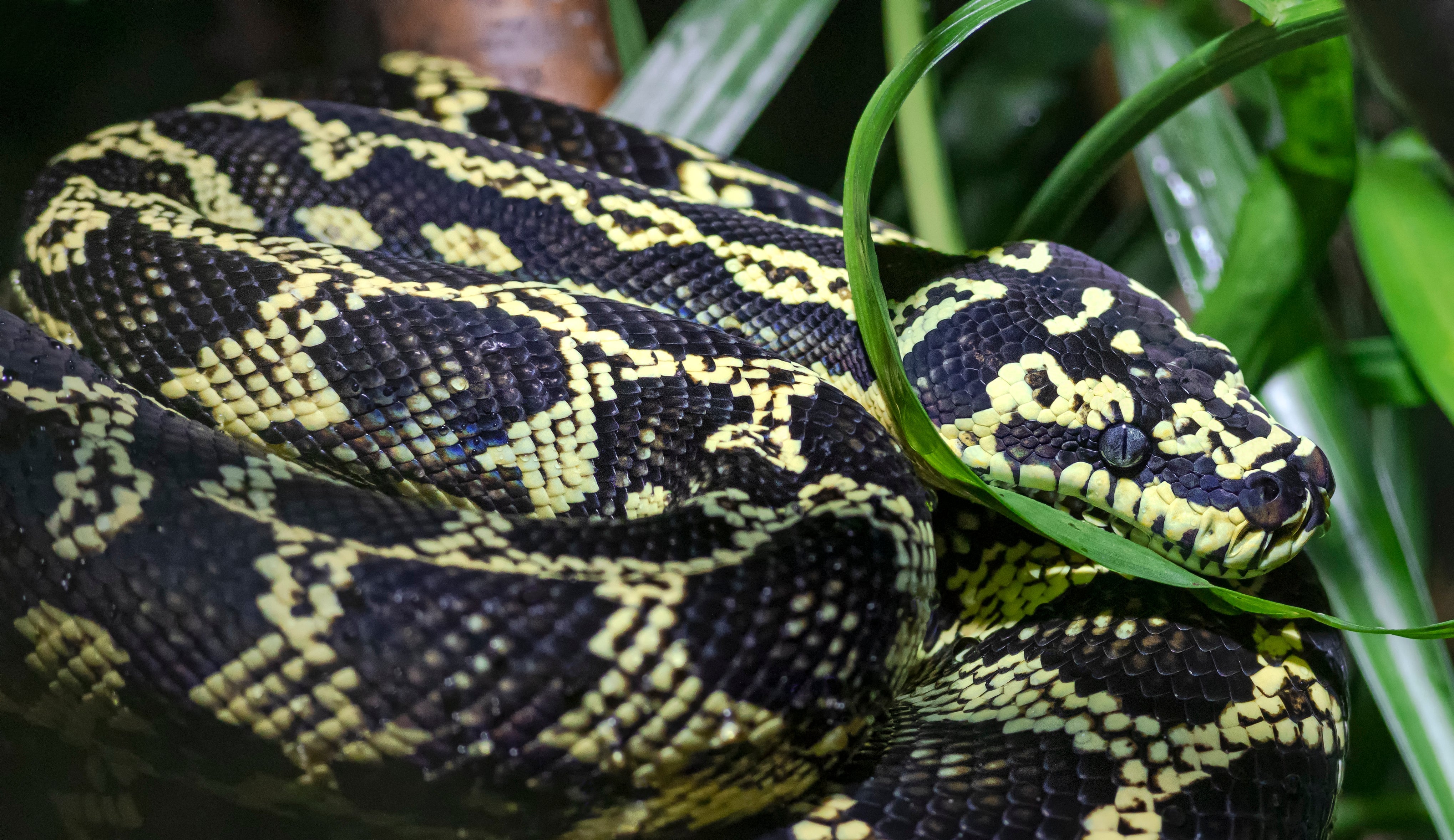 Other Pythons