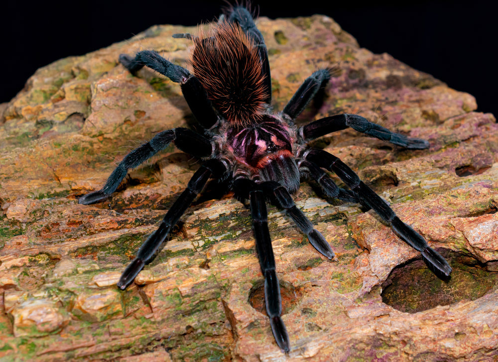 Invertebrates