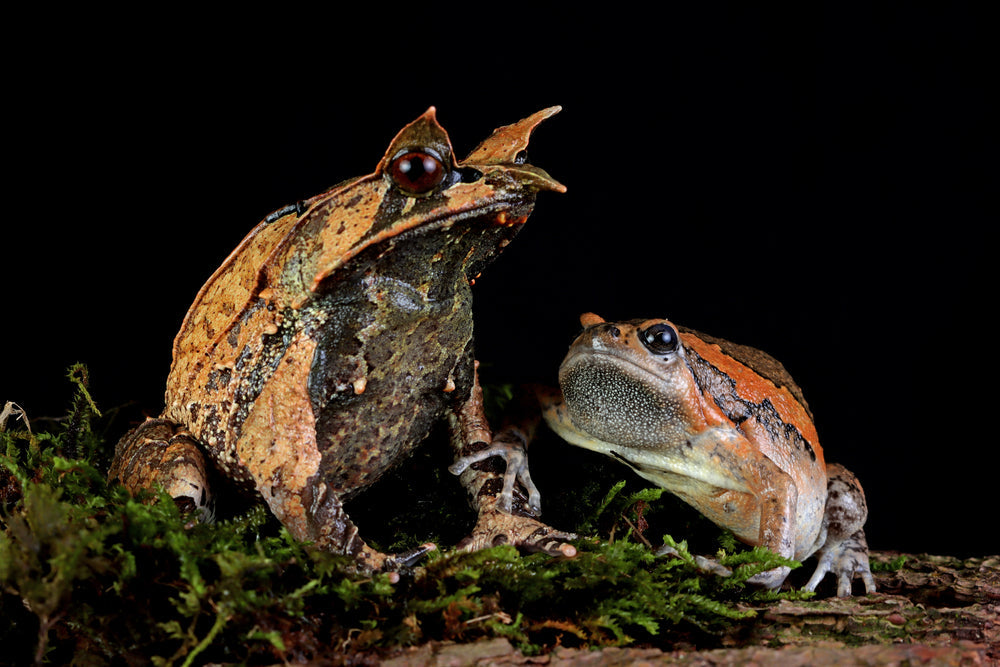 Amphibians