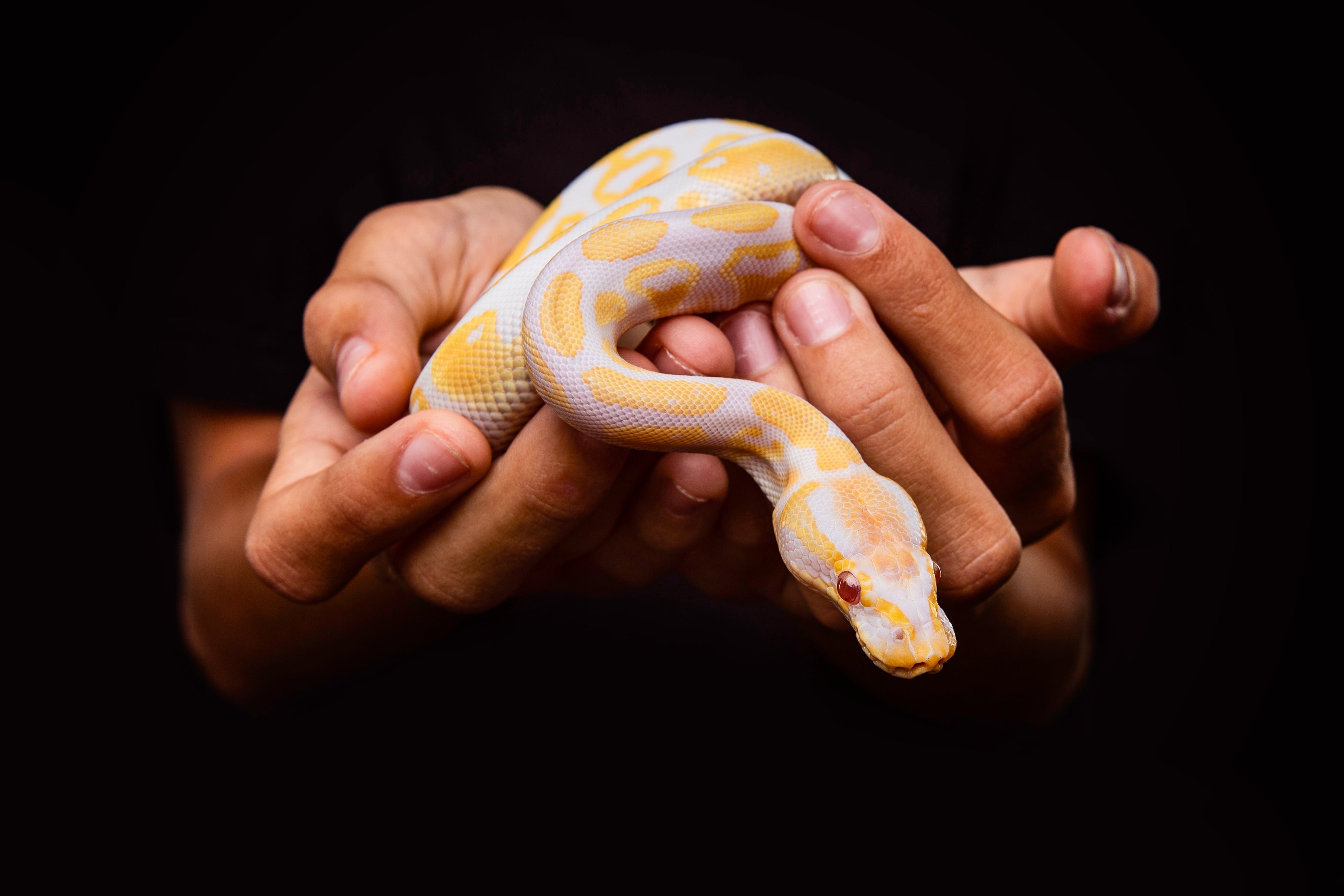 Snakes