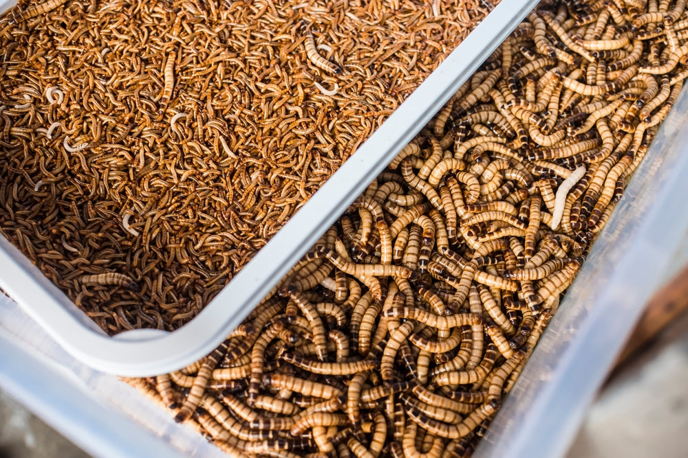 Feeder Insects