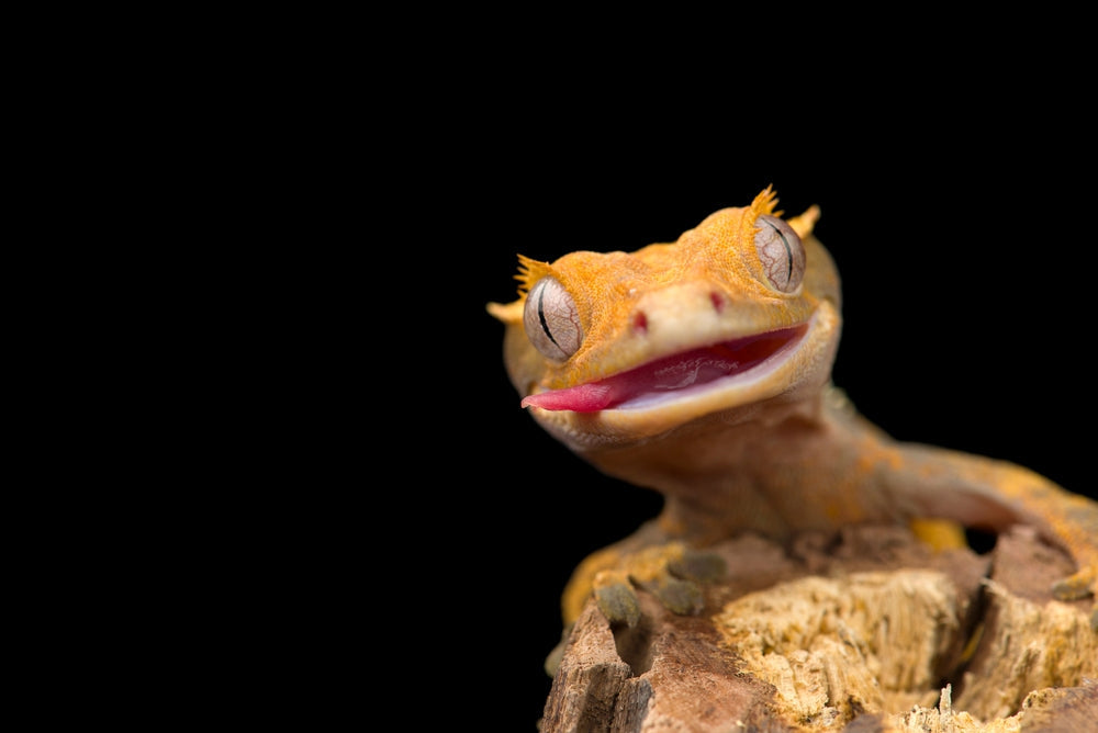Geckos