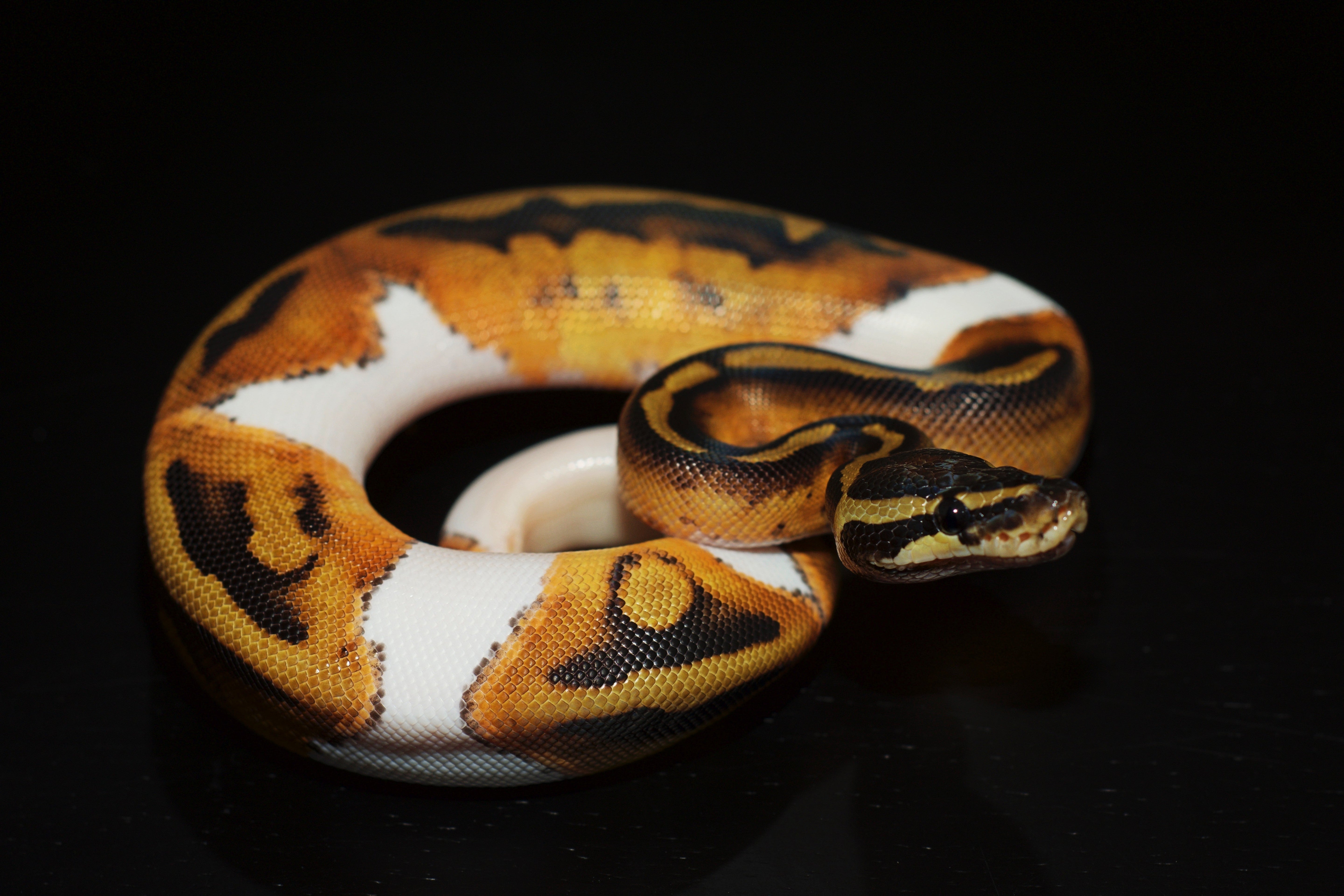 Ball Pythons