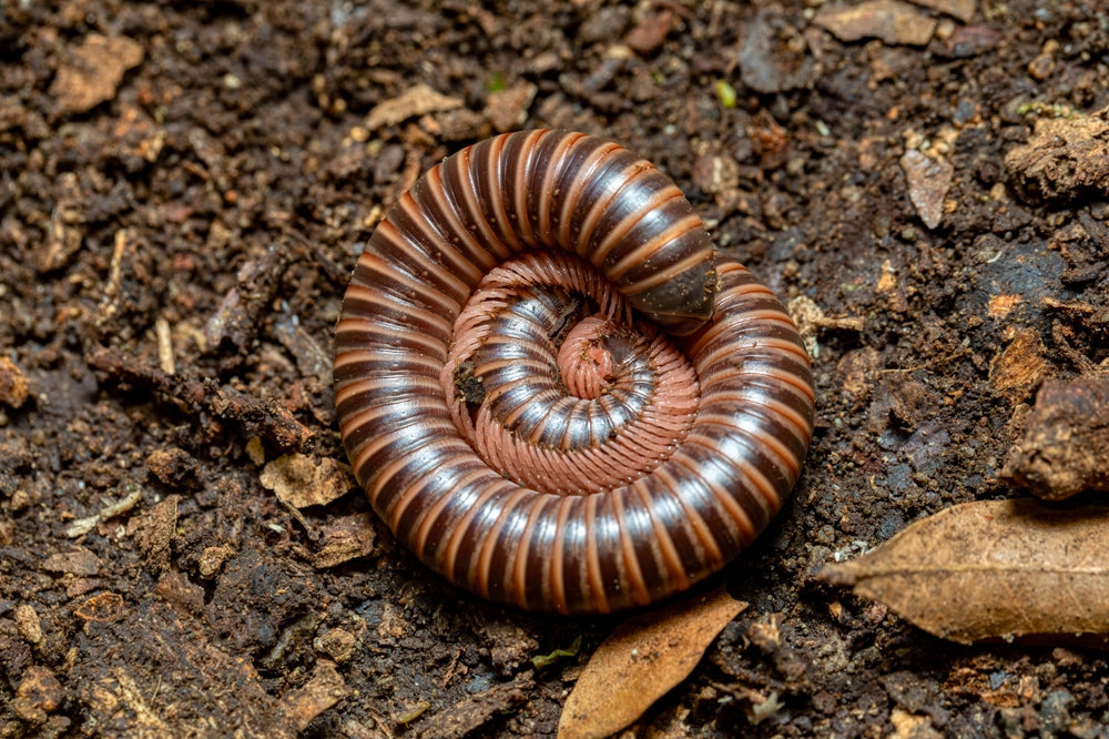 Millipedes