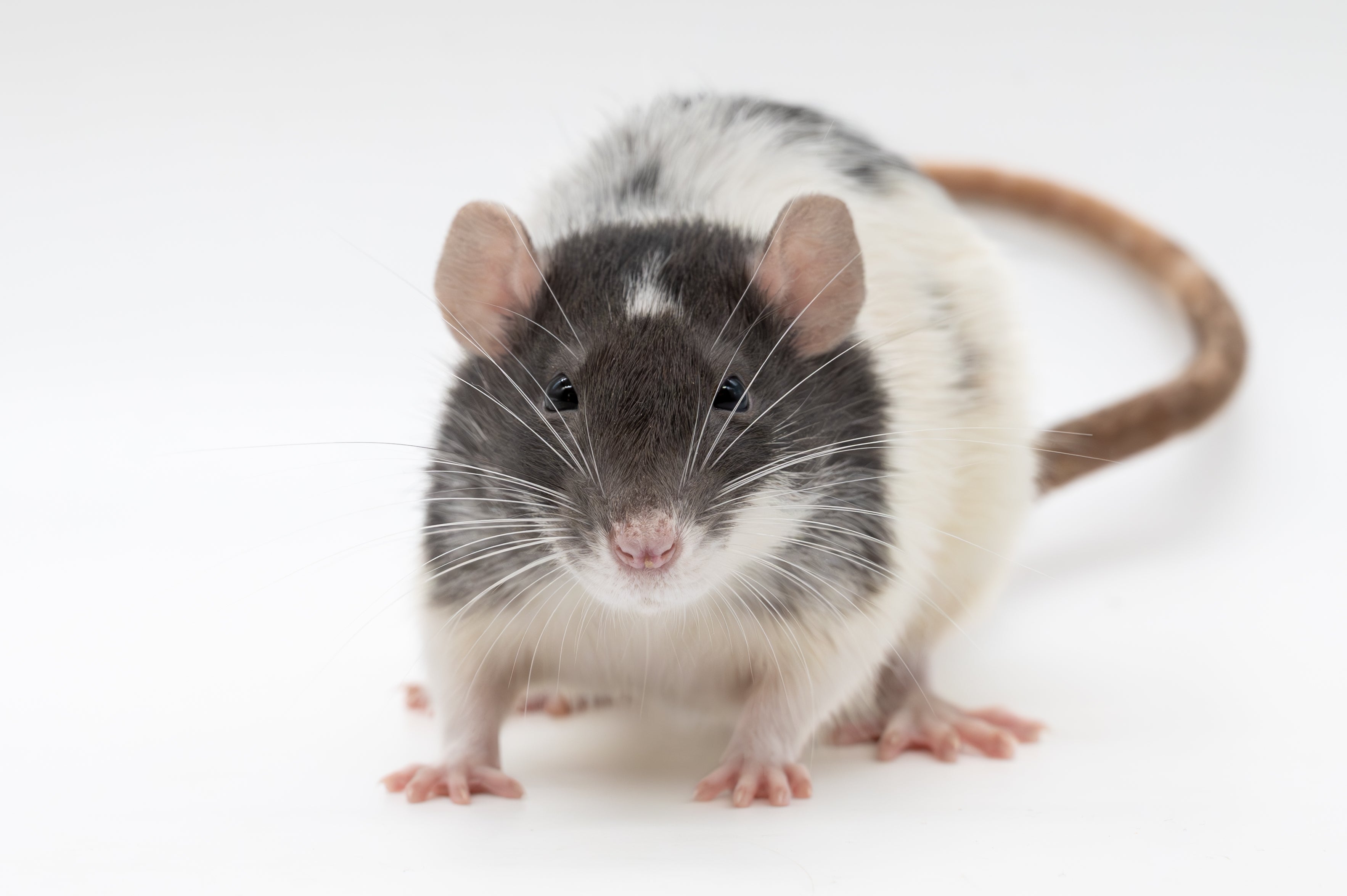 Live Feeder Rodents