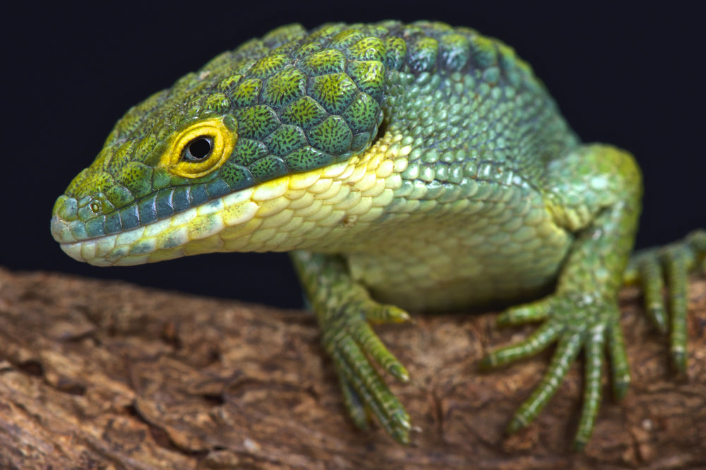 Other Lizards
