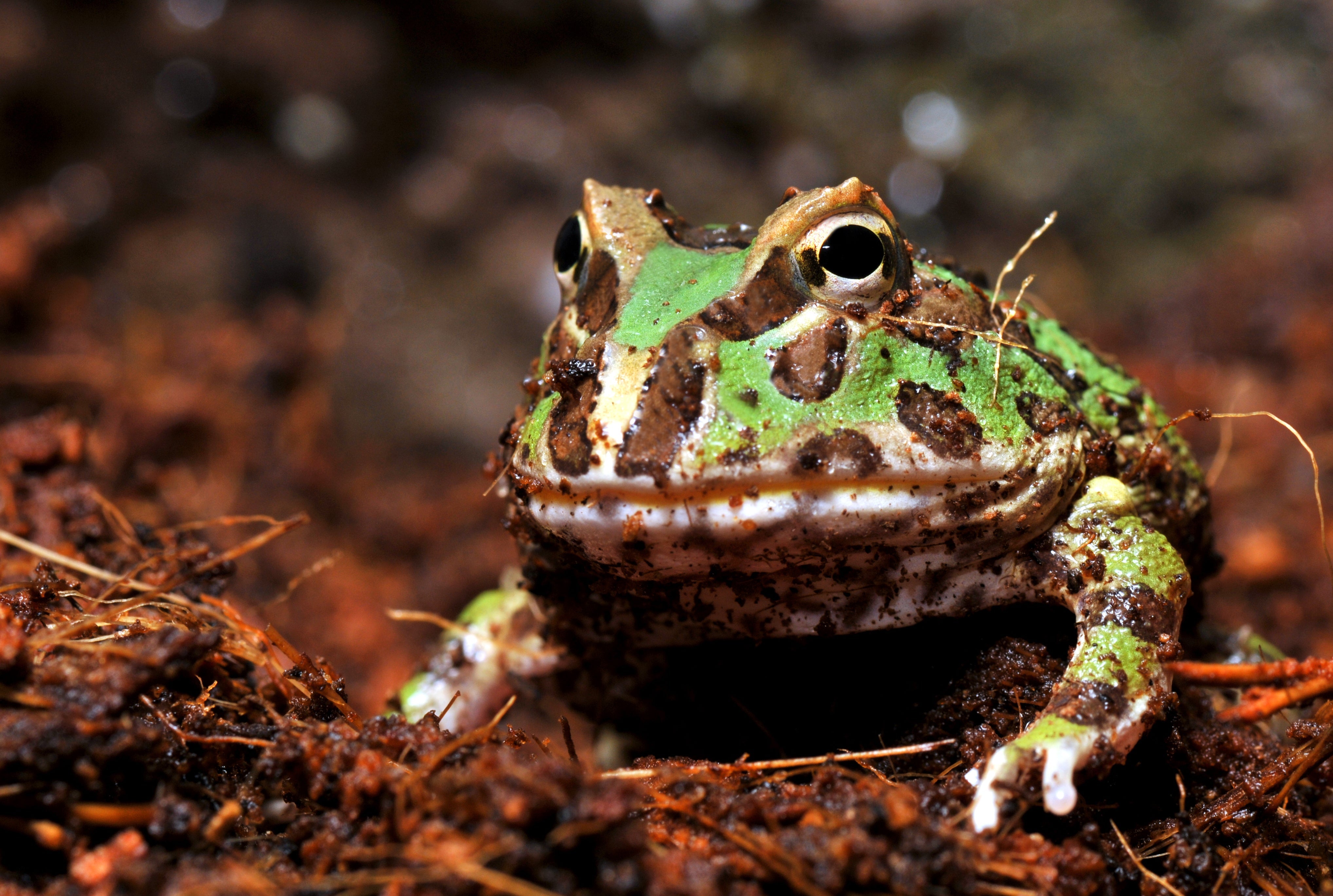 Pacman Frogs