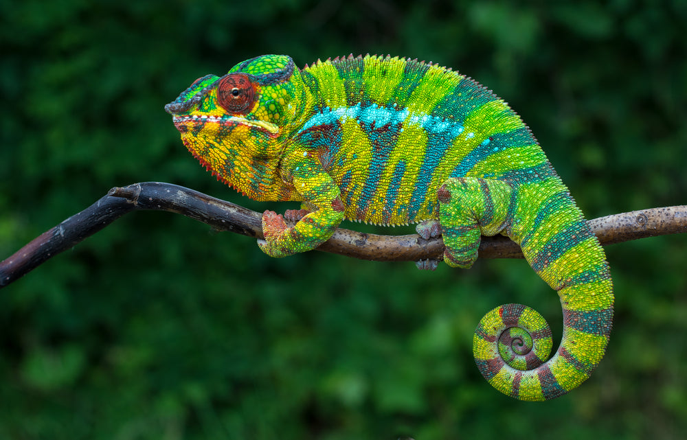 Lizards