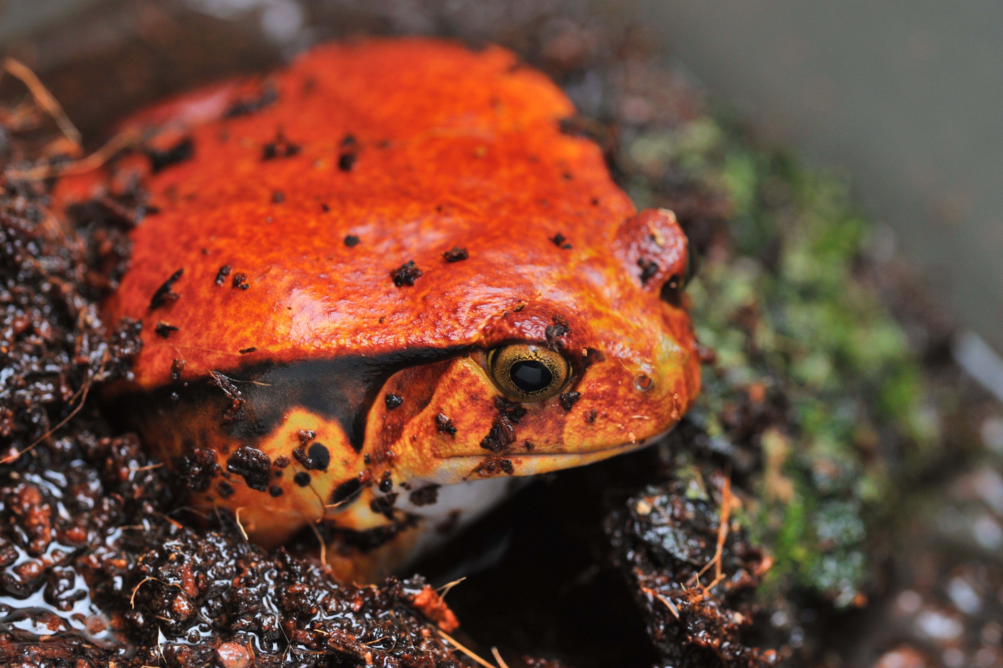 Other Frogs