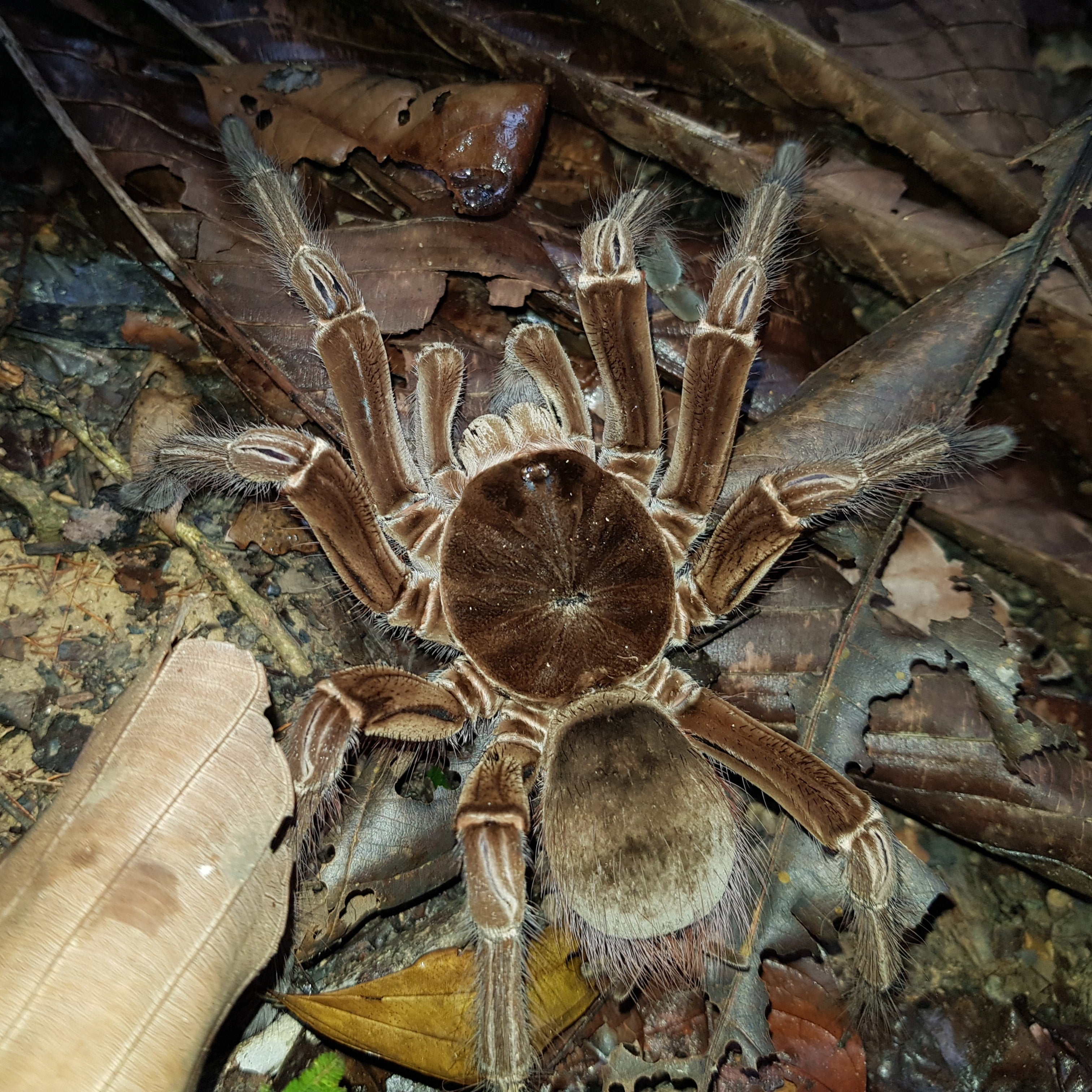 Sexed Inverts