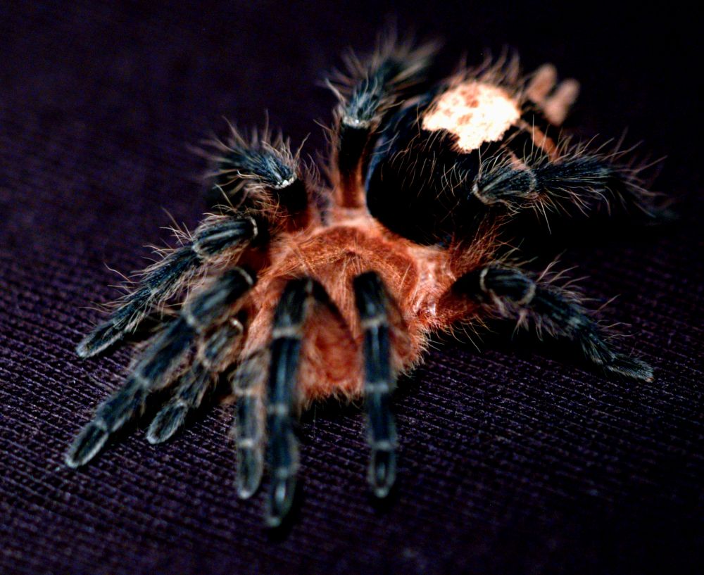 Cyriocosmus perezmilesi (ボリビアの矮性美) .25"