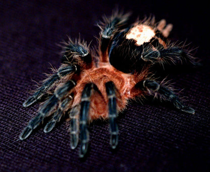 Cyriocosmus perezmilesi (ボリビアの矮性美) .25"
