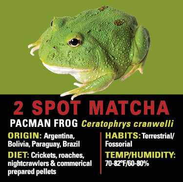 GNG Kit: Pacman Frog - 2 SPOT MATCHA