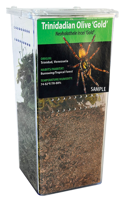 Terrestrial GNG Kit:  Tliltocatl vagans (Mexican Red-rump)