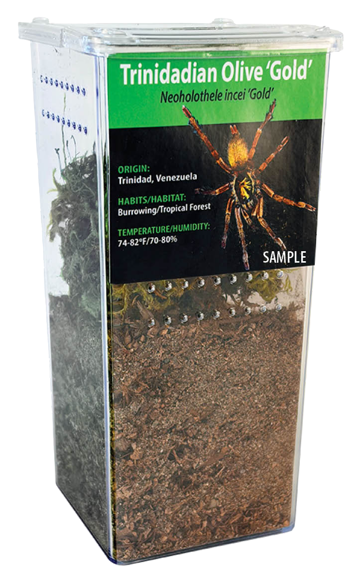 Terrestrial GNG Kit:  Xenesthis intermedia (Amazon Blue Bloom)