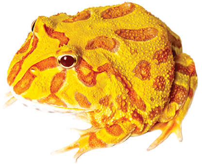 Pacman Frog ALBINO