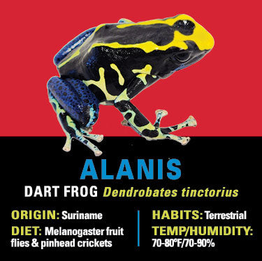 GRAB N GO KIT: Dart Frog - ALANIS