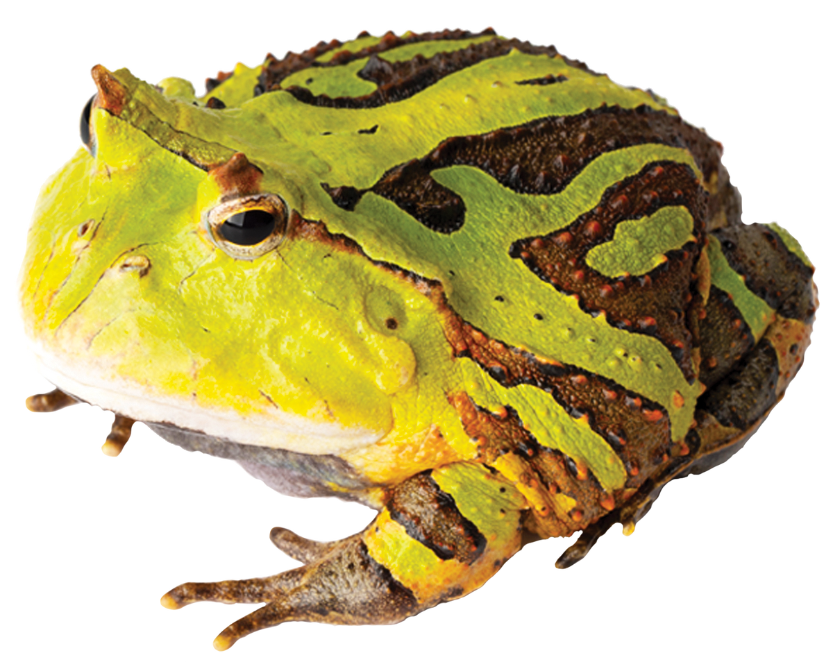 GNG Kit: Pacman Frog - Suriname Horned GREEN