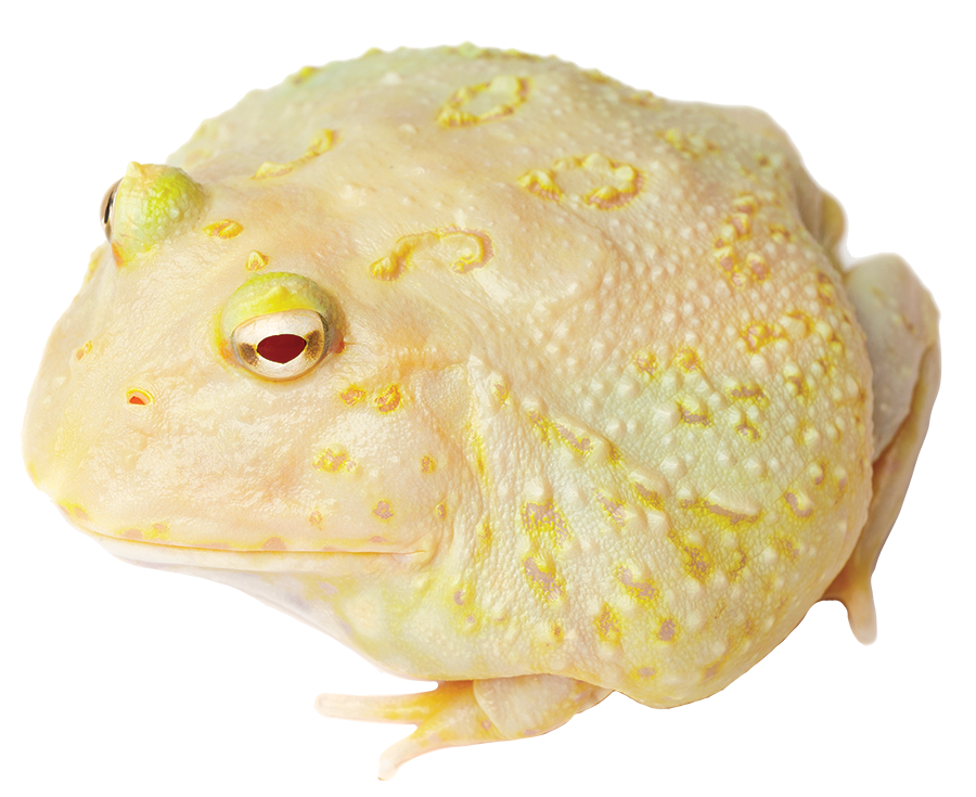 GNG Kit: Pacman Frog - LIME WHITE
