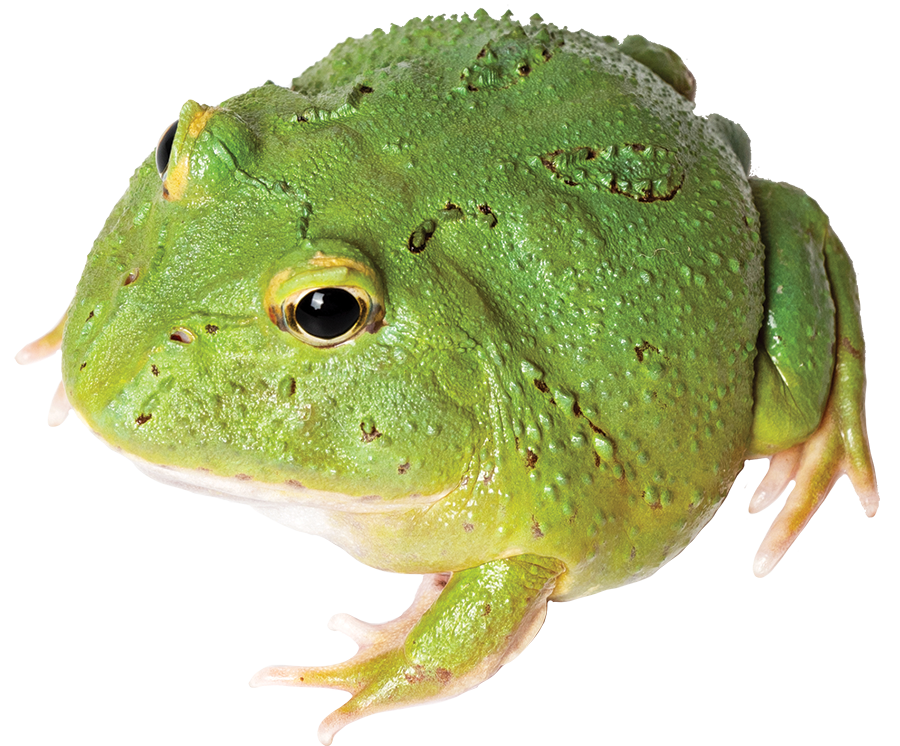 GNG Kit: Pacman Frog - MATCHA