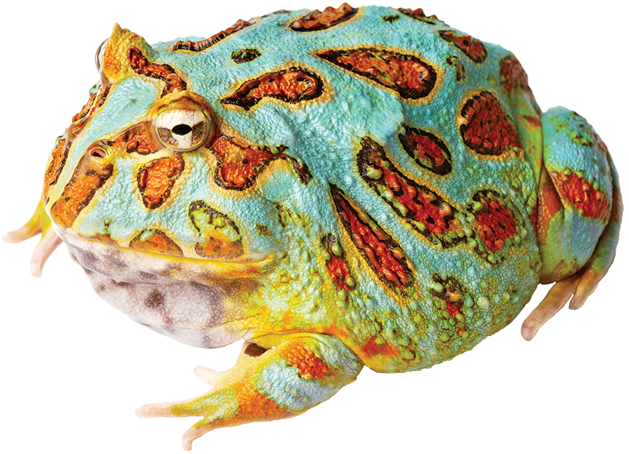GNG Kit: Pacman Frog - SKY BLUE