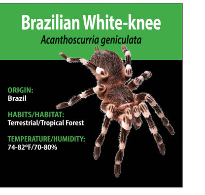 TERRESTRIAL GRAB N GO KIT: Acanthoscurria geniculata (Brazilian Whiteknee) 1.5"+