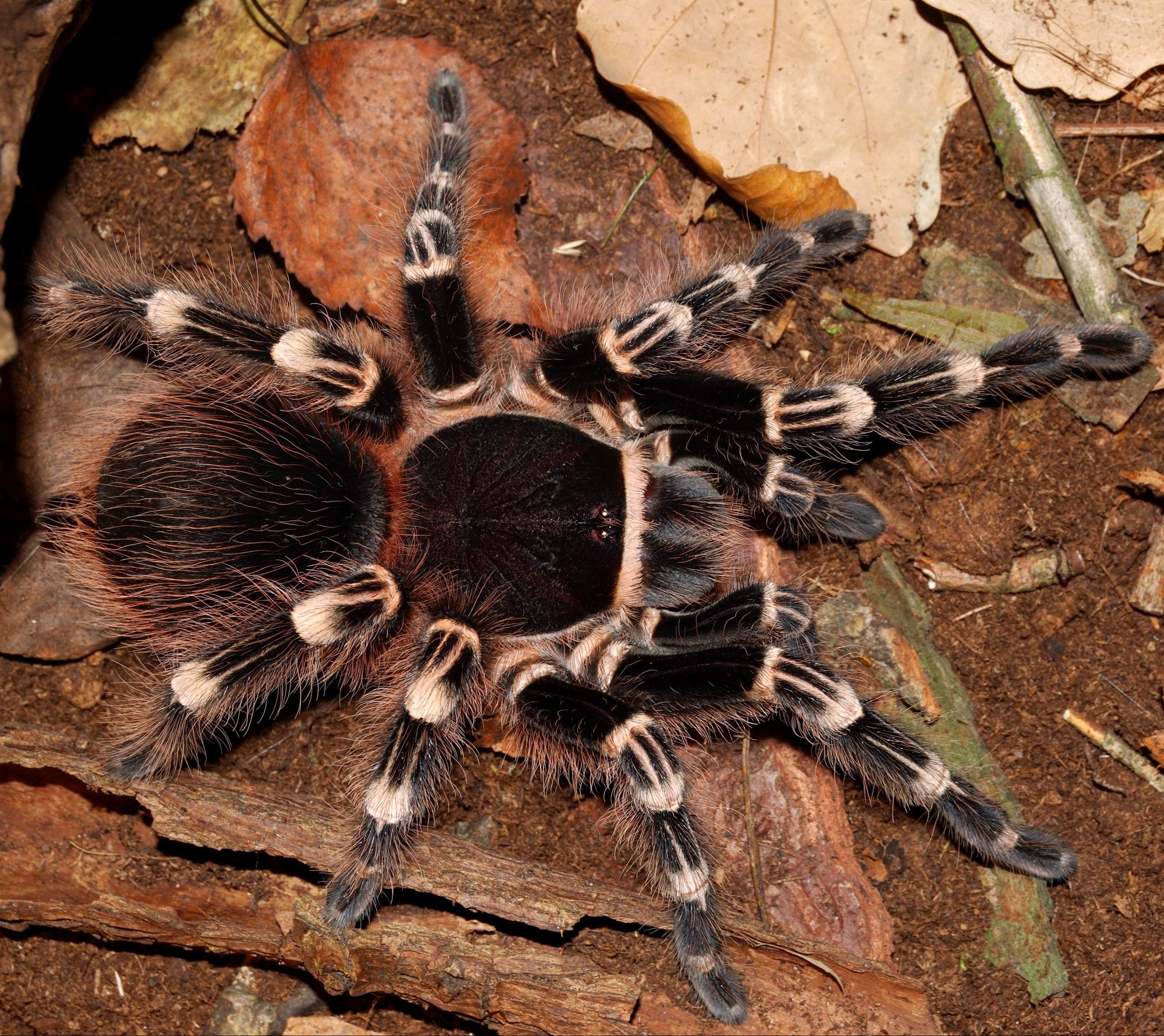 Acanthoscurria geniculata (Brazilian White-knee) Tarantula