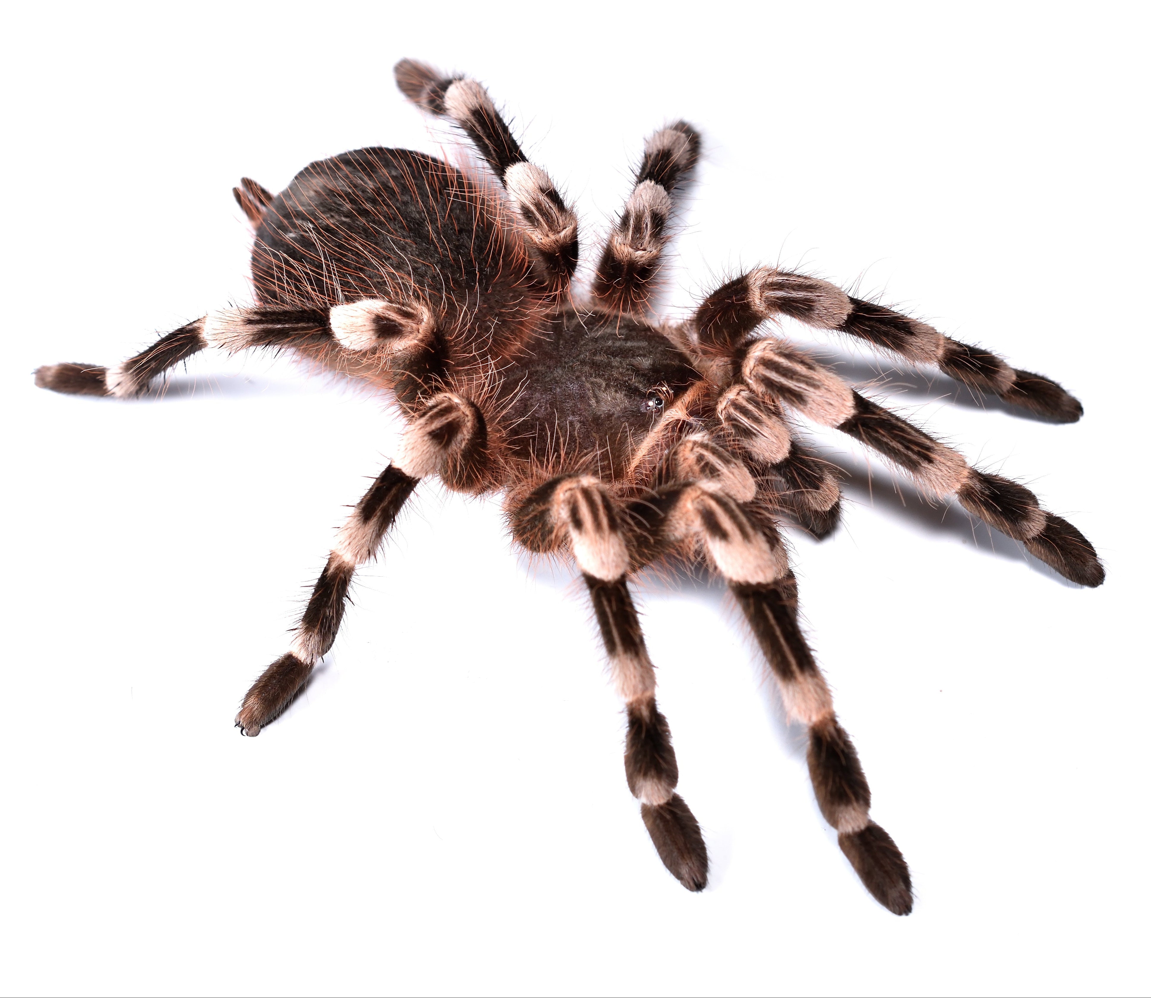 Acanthoscurria theraphosides (Brazilian Giant Black and White) 2"