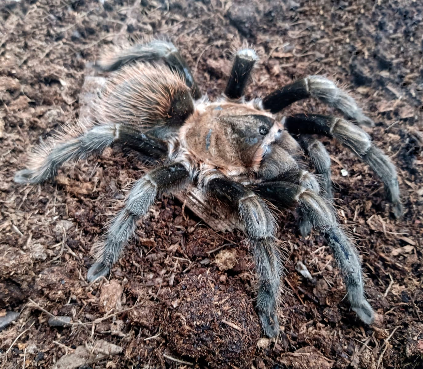 アフォノペルマ属 'エンシノス' 1"