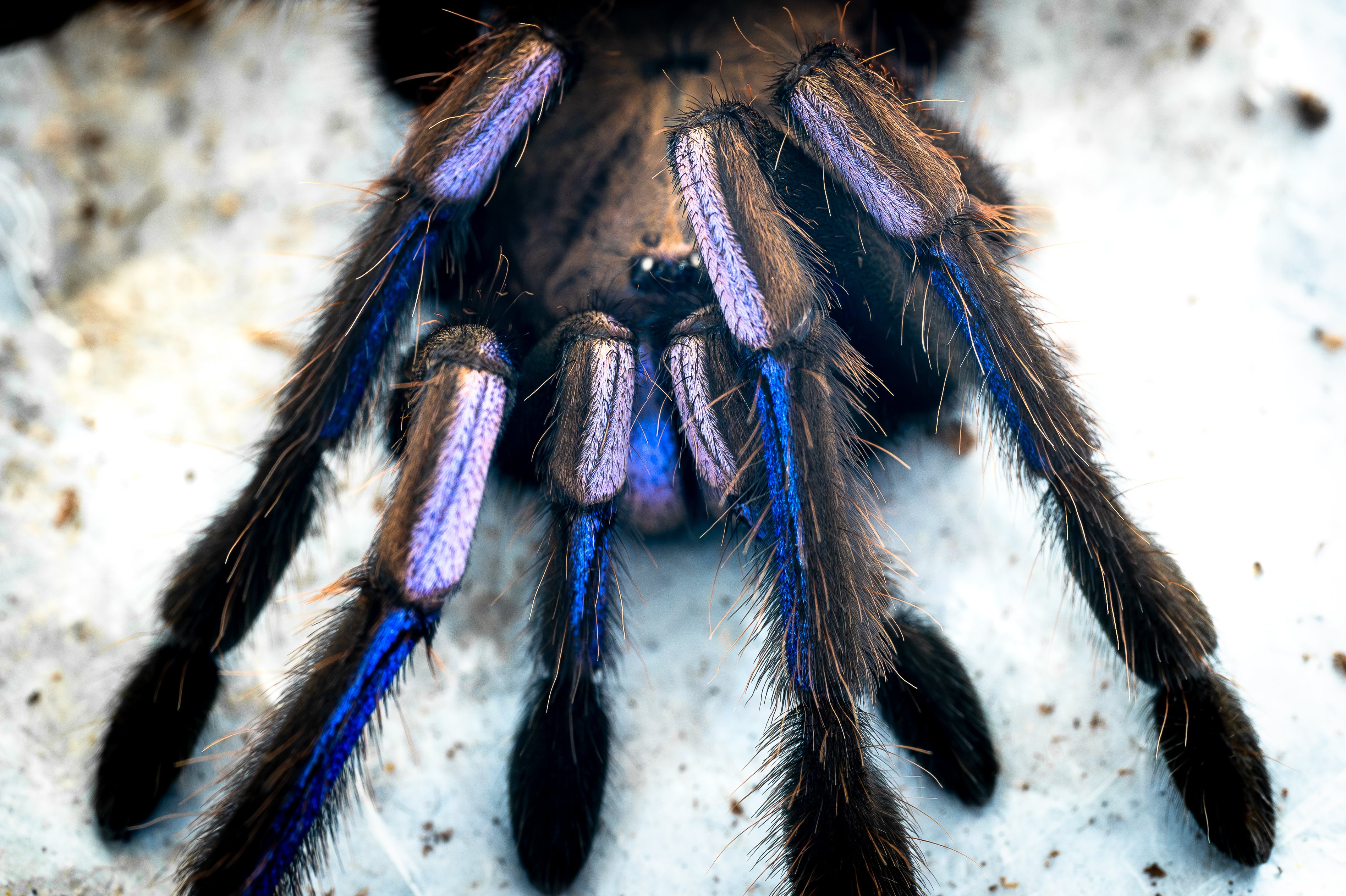 Chilobrachys natanicharum (Tigre de Tierra Azul Eléctrico) HEMBRA ADULTA DE 4"