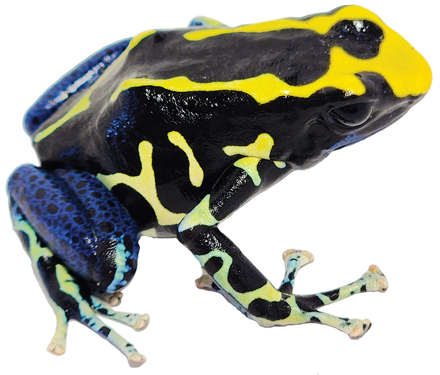Dart Frog ALANIS