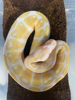 Albino Ball Python MALE