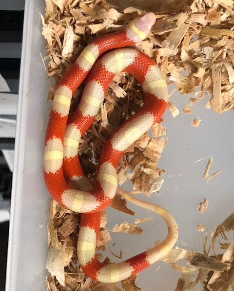 Serpiente lechosa: albina de Nelson