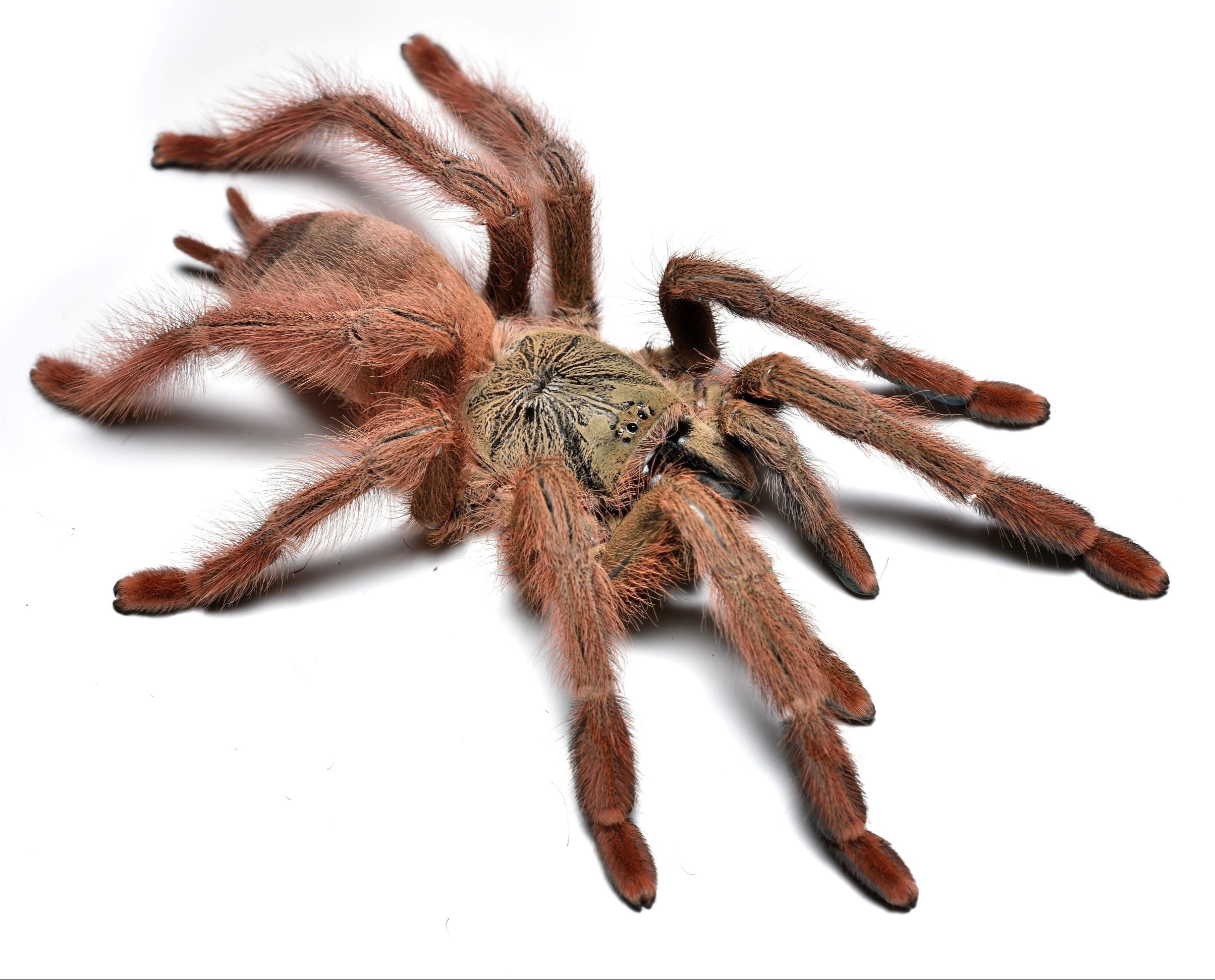 Amazonius germani (Orange Tree Spider) Exotic Tarantula Species for Enthusiasts