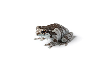 Amazon Milk Frog