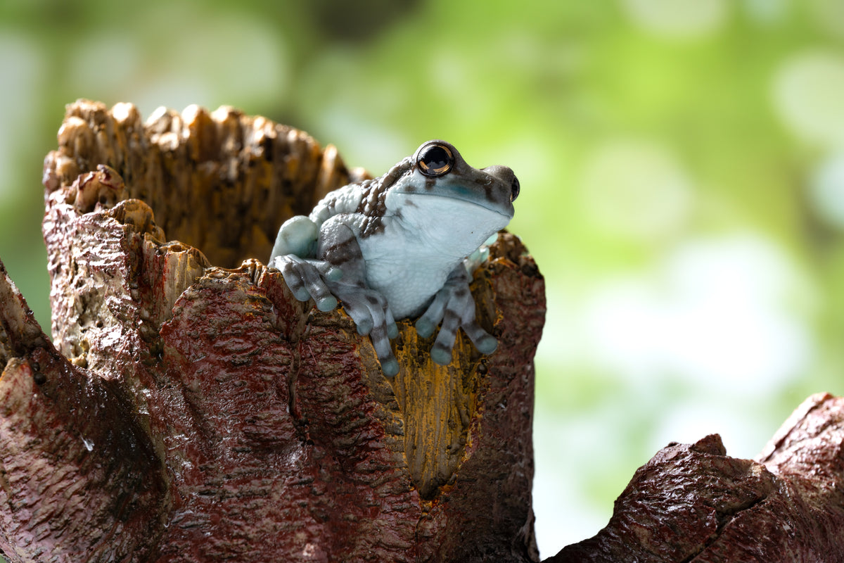 Amazon Milk Frog