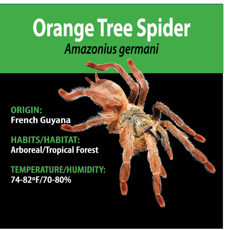 ARBOREAL GRAB N GO KIT: Amazonius germani (Orange Tree Spider) 1.5"+