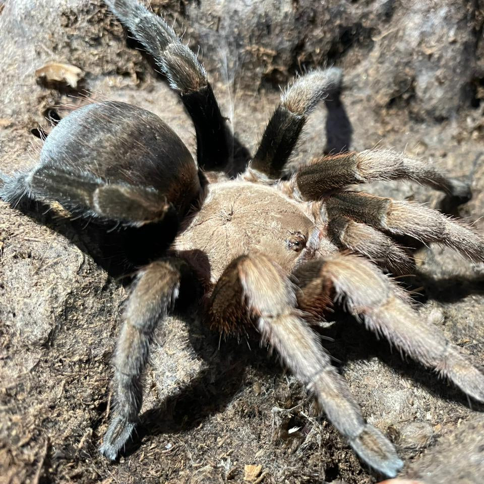 Aphonopelma serratum (Mexican Chocolate) Tarantula