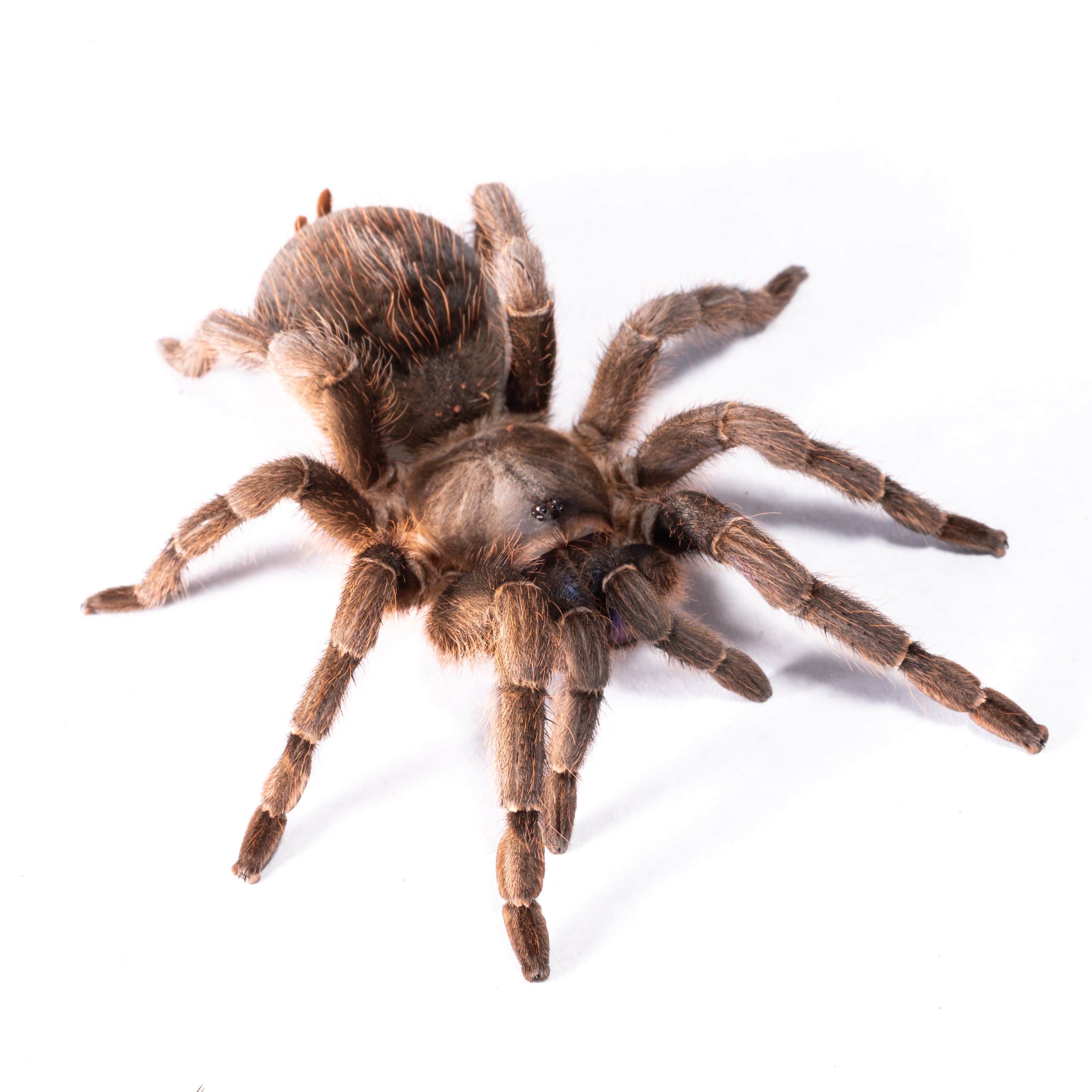 Aphonopelma crinirufum (Acolibrí costarricense de frente azul) 0,75"