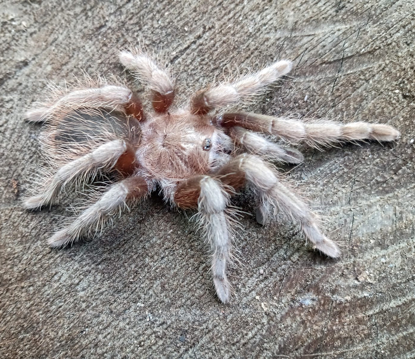 Aphonopelma sp." Acapulco"