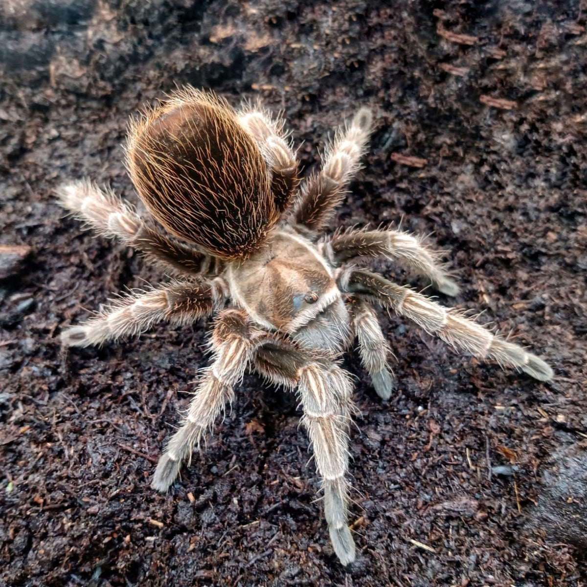 Aphonopelma sp. "Coyuca"
