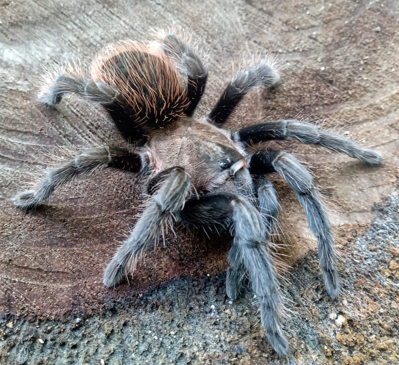 Aphonopelma sp. 'Jalisco' 2"