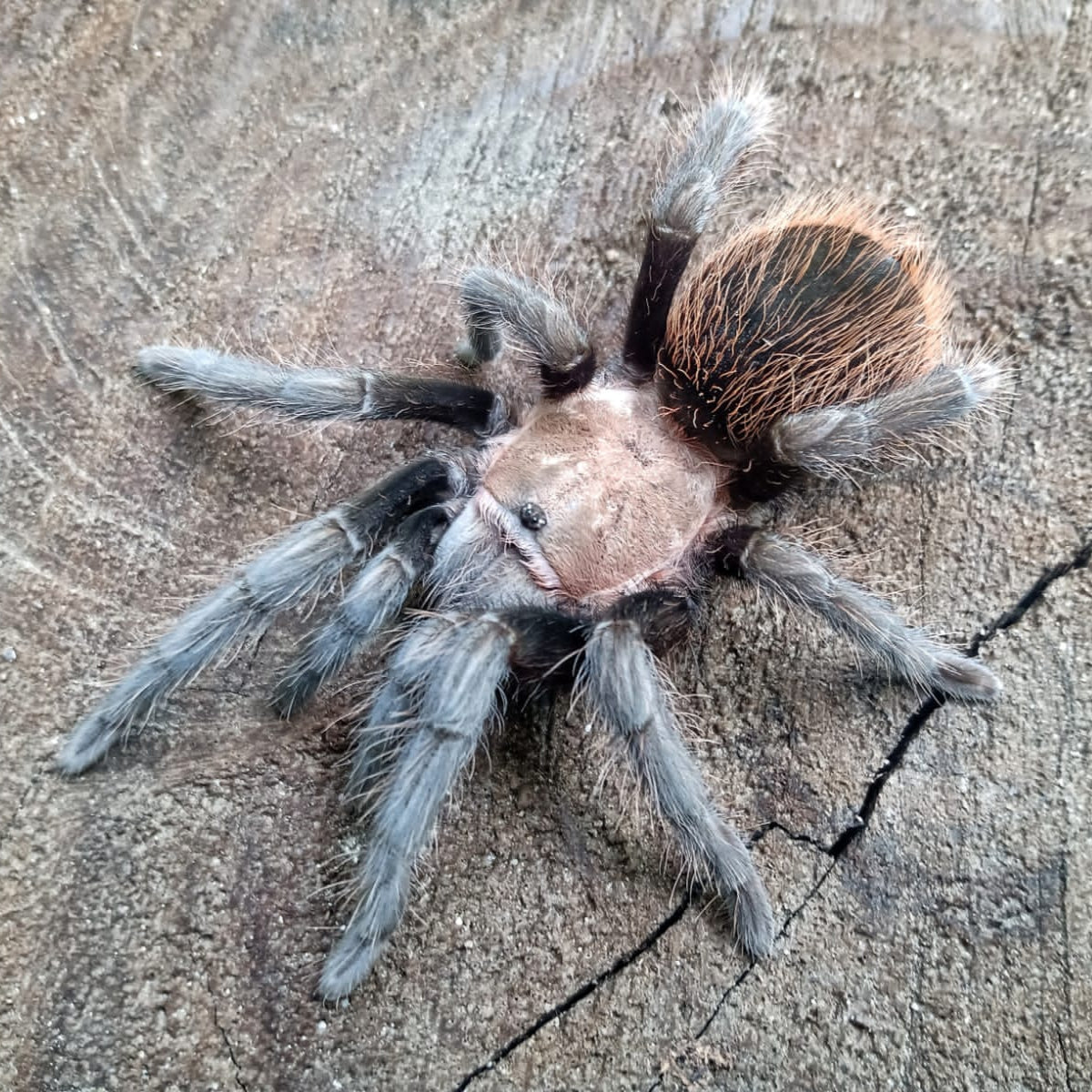 Aphonopelma sp. ˜Oaxaca"