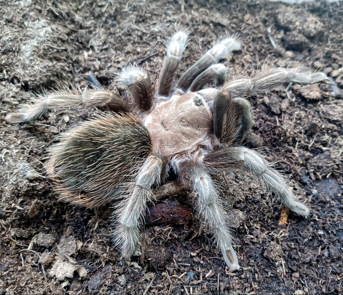 Aphonopelma sp. 'Queretaro' 1"
