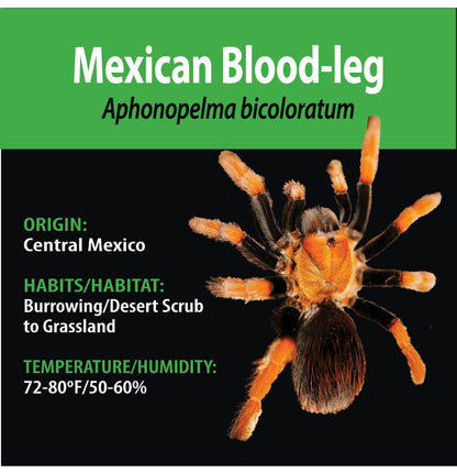 TERRESTRIAL GRAB N GO KIT: Aphonopelma bicoloratum (Mexican Blood-leg) 1.5"+