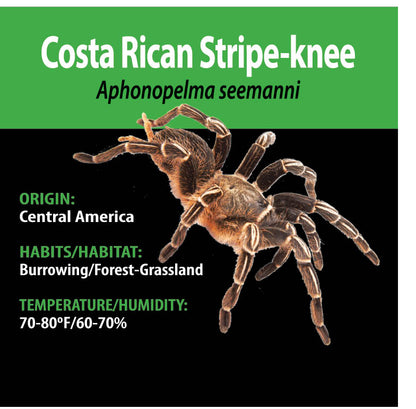 TERRESTRIAL GRAB N GO KIT: Aphonopelma seemannii (Costa Rican Stripe-knee) 1.5"+