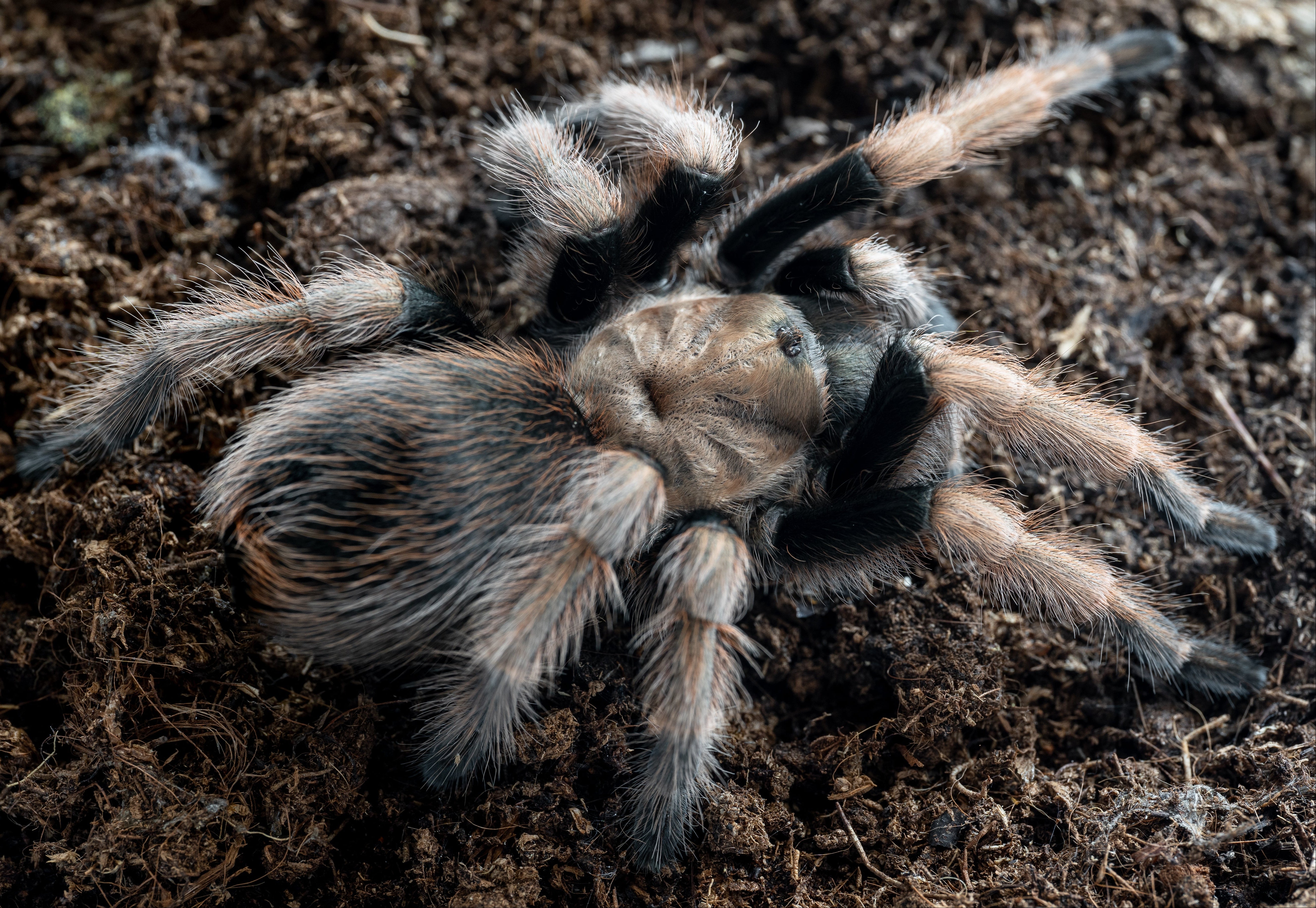 Aphonopelma chalcodes (Tucson Blonde) Tarantula