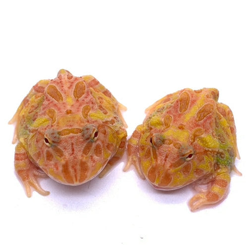 Pac-man Frog APRICOT