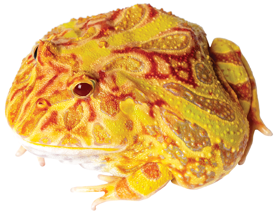 GNG Kit: Pacman Frog - APRICOT